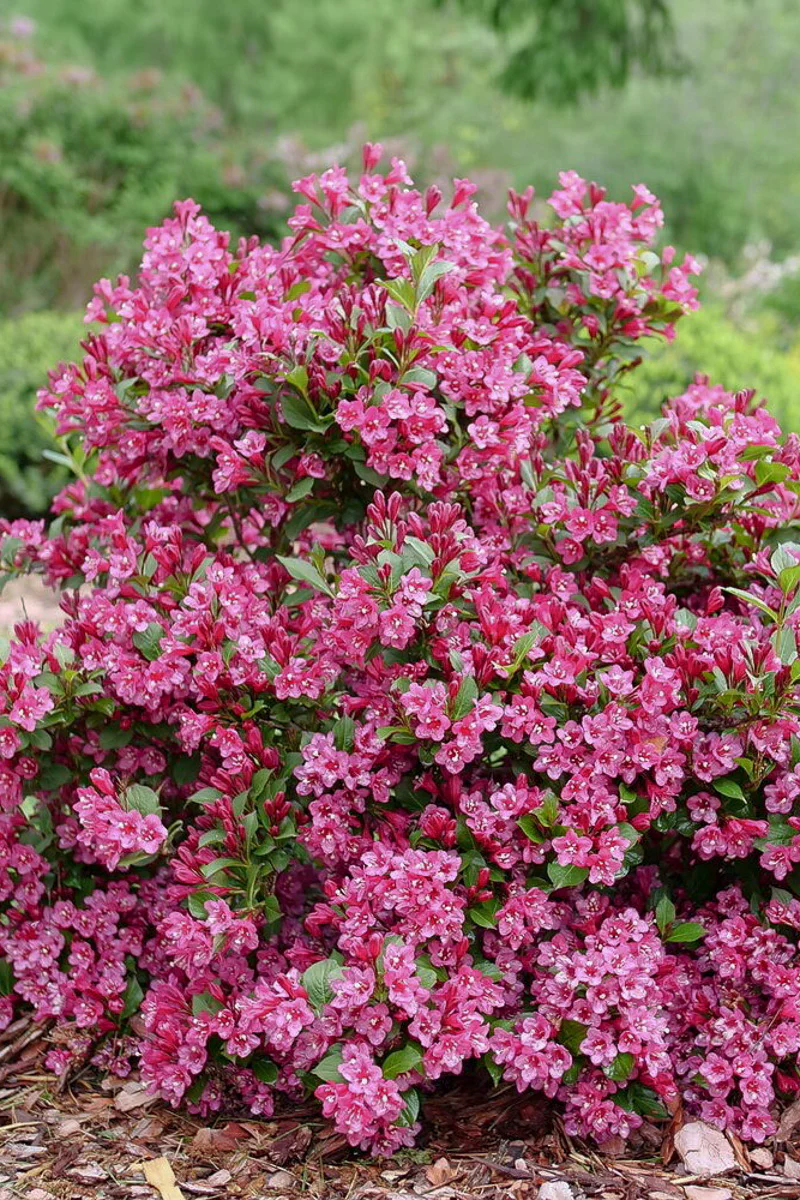 Weigela, Sonic Bloom Punch - Image 2