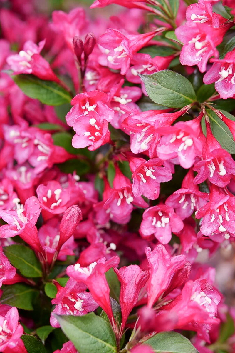 Weigela, Sonic Bloom Punch - Image 3