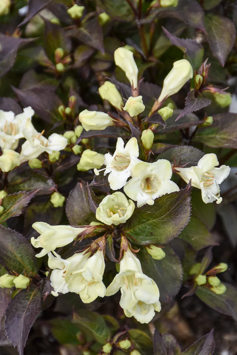 Weigela, Wine And Spirits