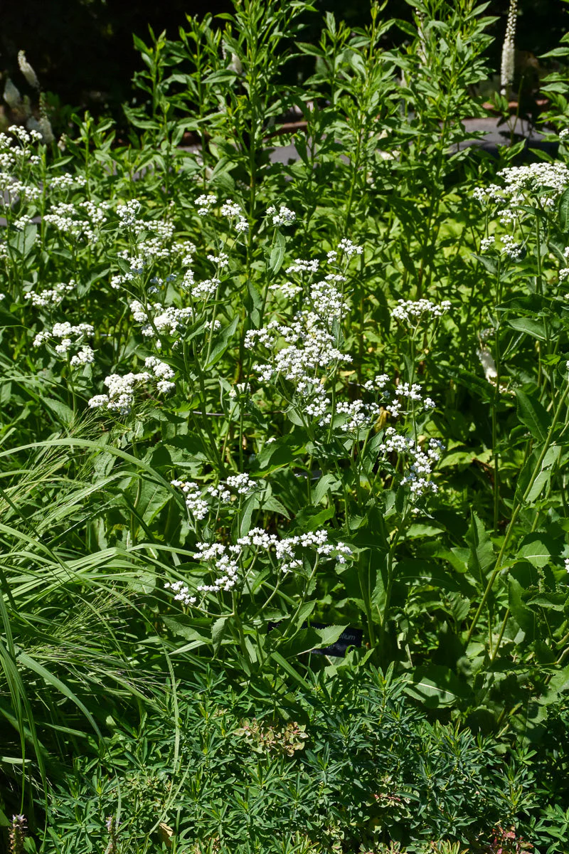 Wild Quinine 4"