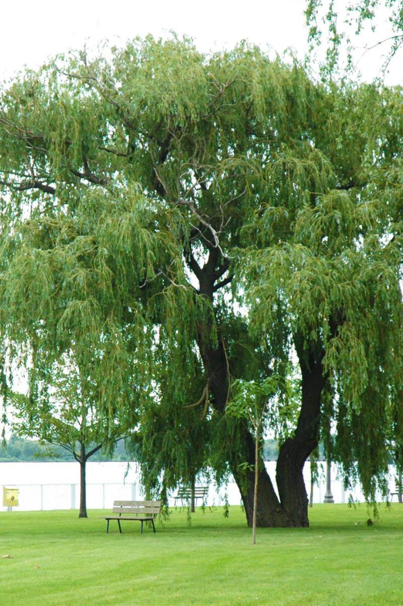 Willow, Niobe Weeping