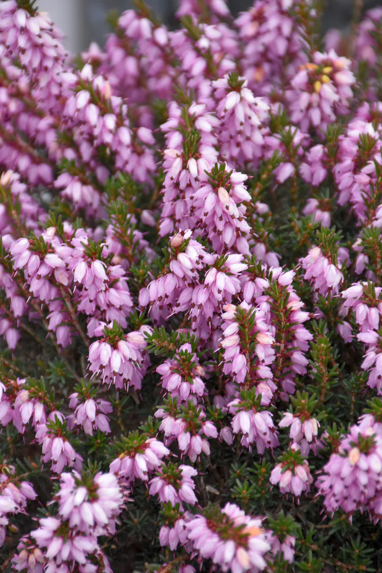 Winter Heath, Mediterranean Pink