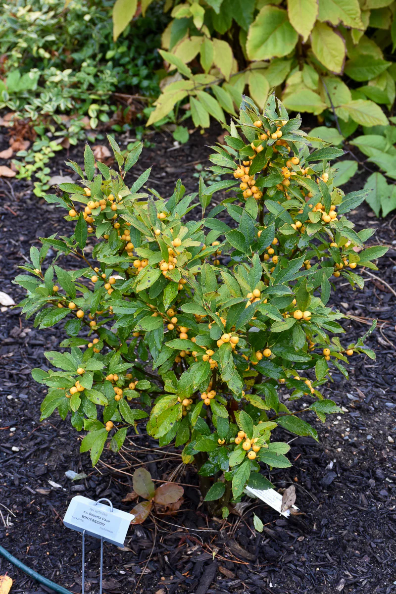 Winterberry, Berry Heavy Gold - Image 2