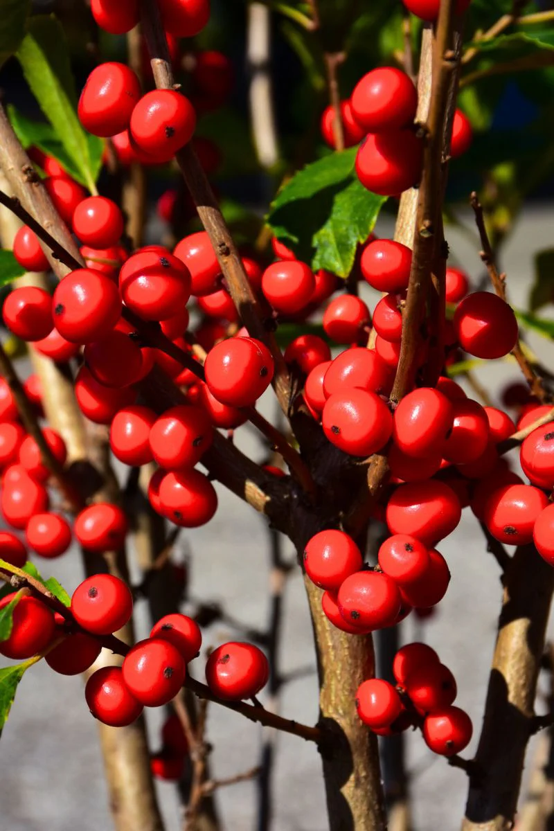 Winterberry, Little Goblin (red)