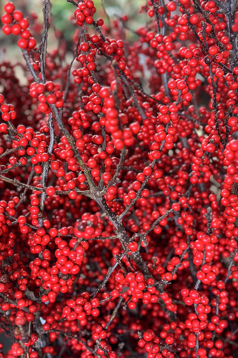 Winterberry, Premium Large 36"-42" - Image 2