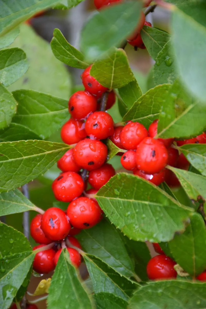 Winterberry, Wildfire