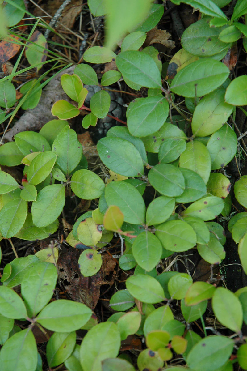Wintergreen, American - Image 2