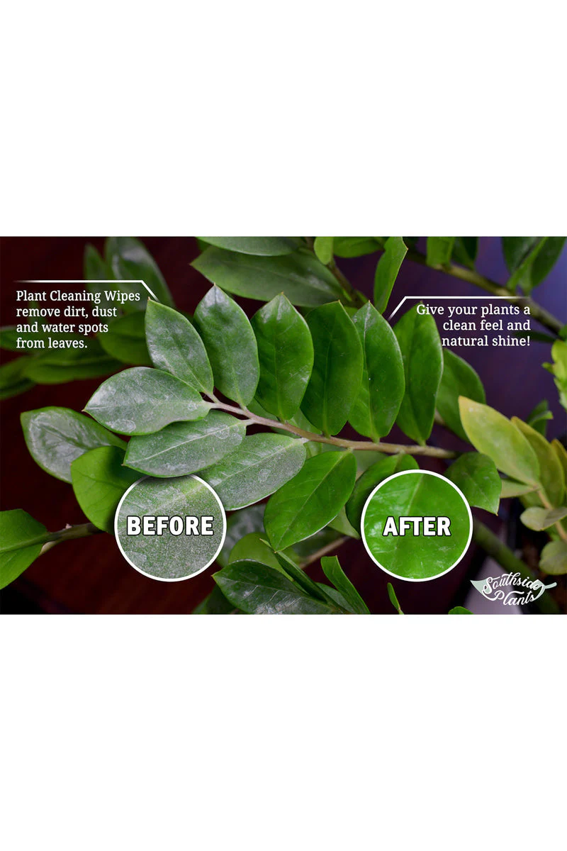 Southside Plants Houseplant Cleaning Wipes - Image 3