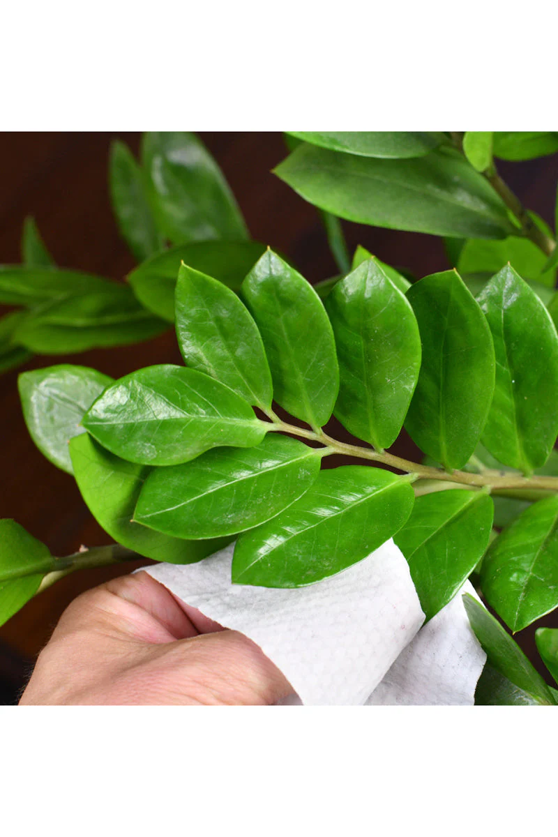 Southside Plants Houseplant Cleaning Wipes - Image 4
