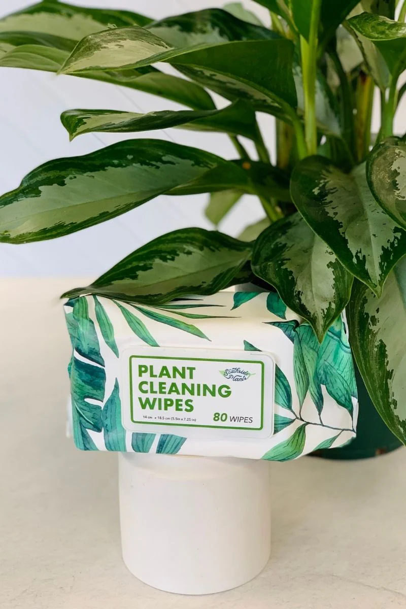 Southside Plants Houseplant Cleaning Wipes - Image 6
