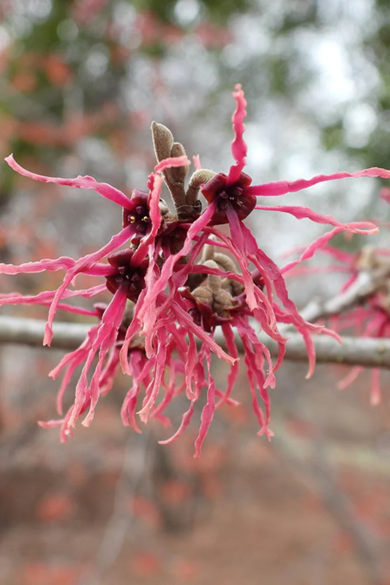 Witch Hazel, Birgit