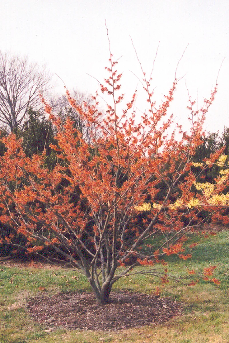 Witchhazel, Diane - Image 2