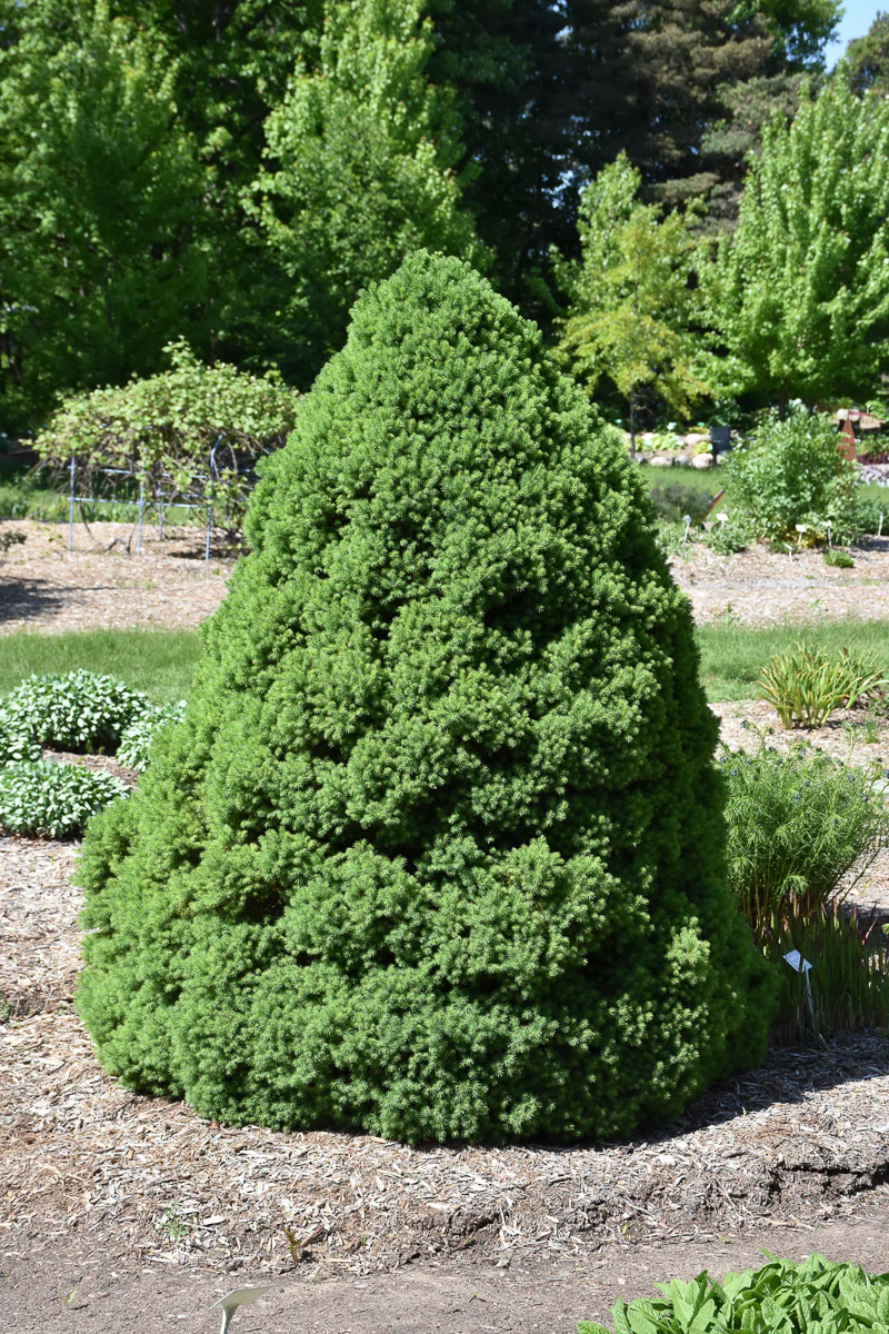 Seasonal Dwarf Alberta