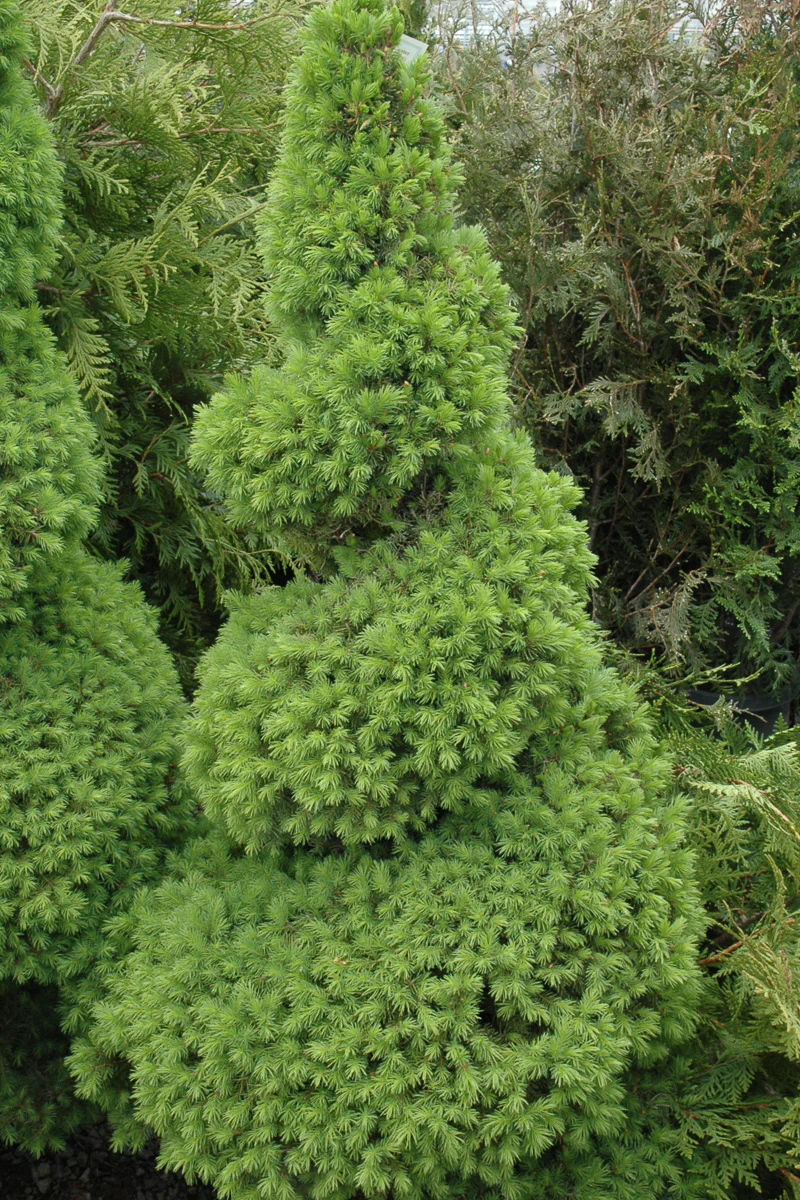 Seasonal Dwarf Alberta - Image 4