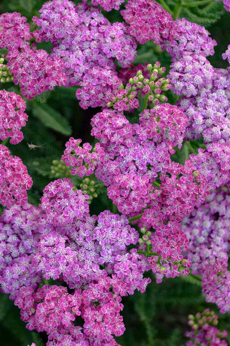 Yarrow, Firefly Fuchsia
