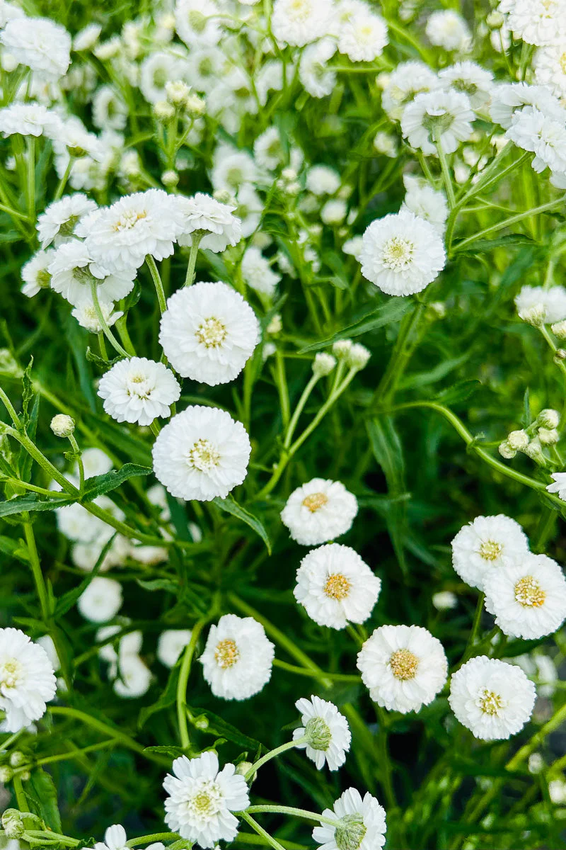 Yarrow, Peter Cottontail