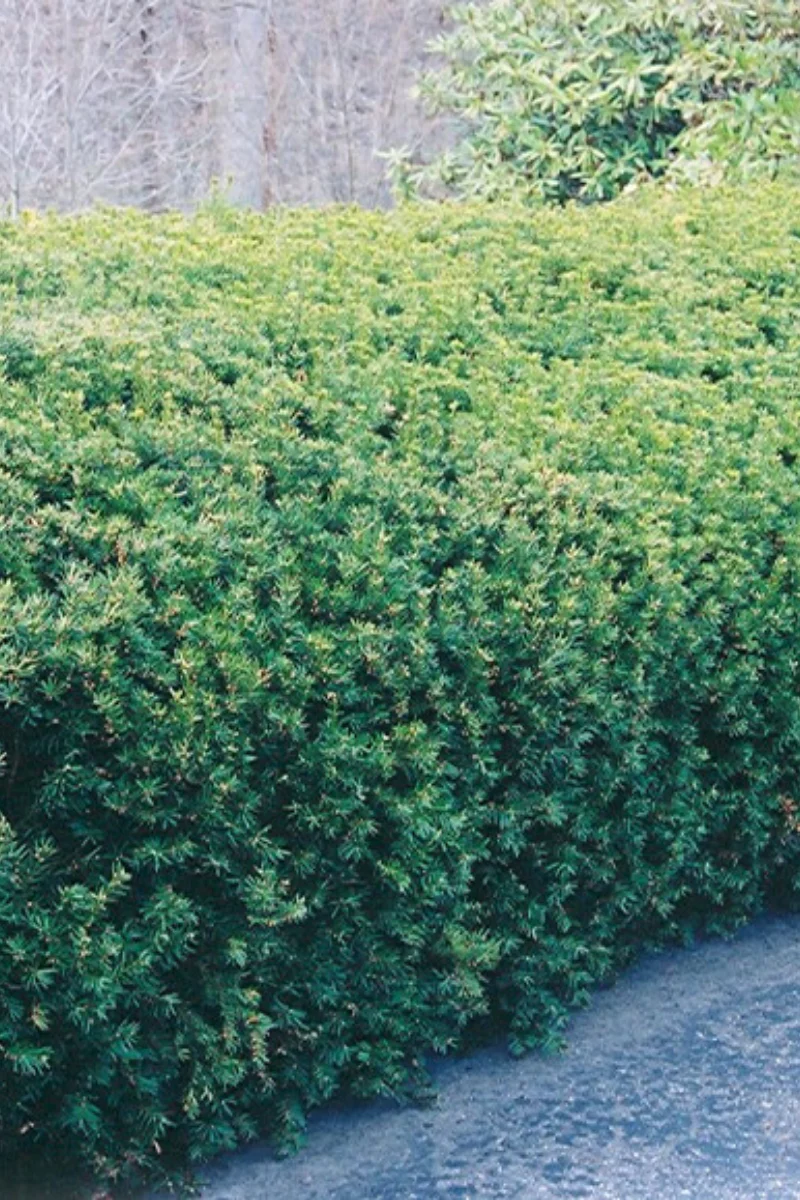 Yew, Chadwick