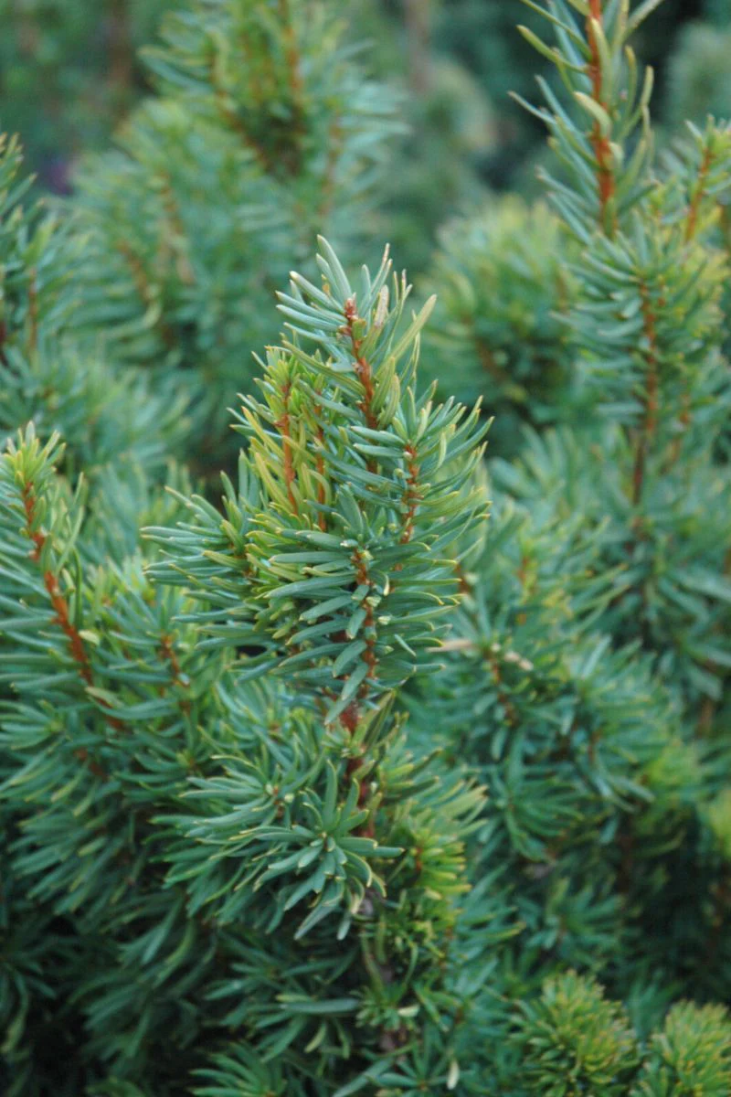 Yew, Citation