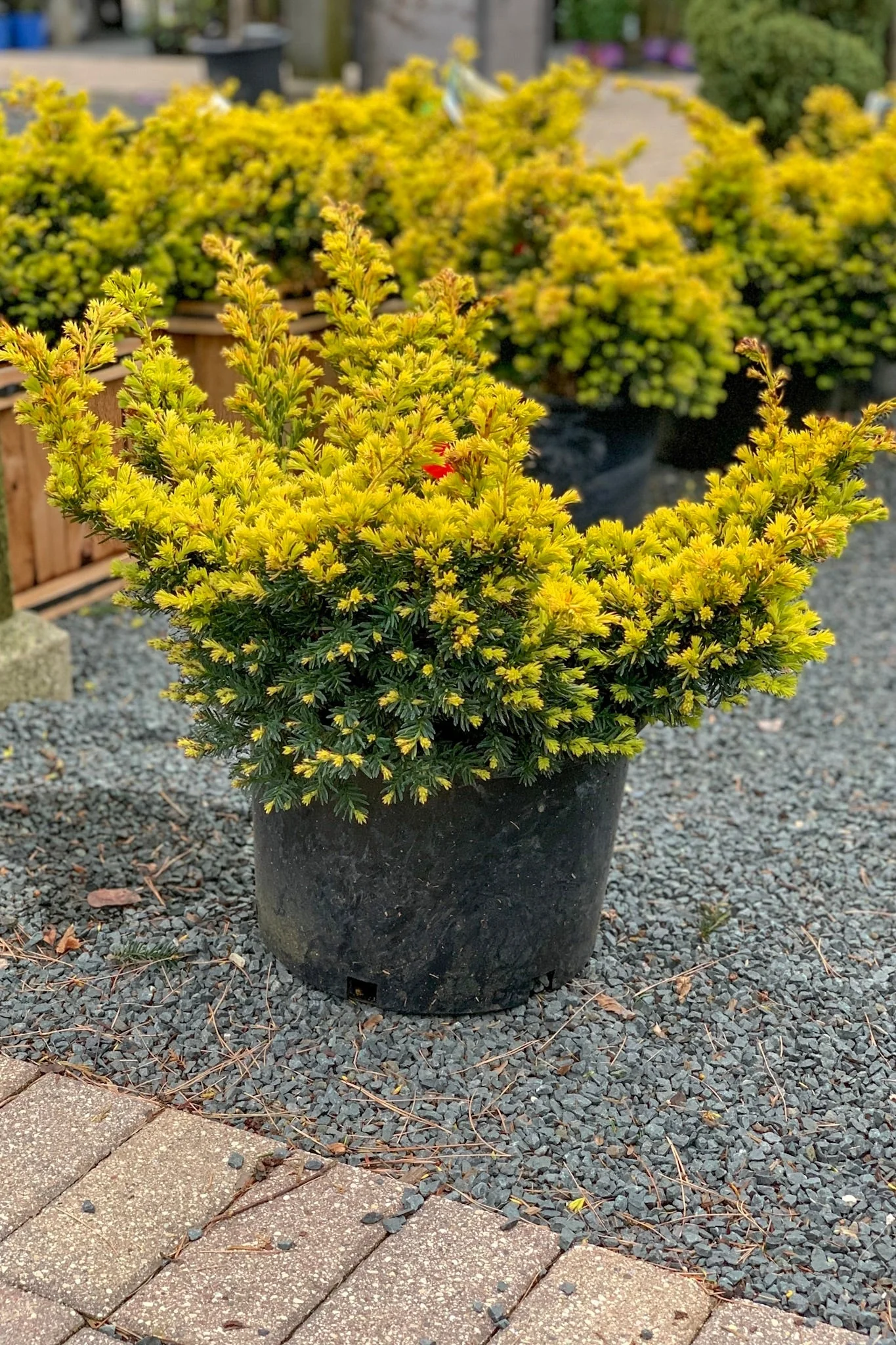 Yew, Dwarf Yellow - Image 2