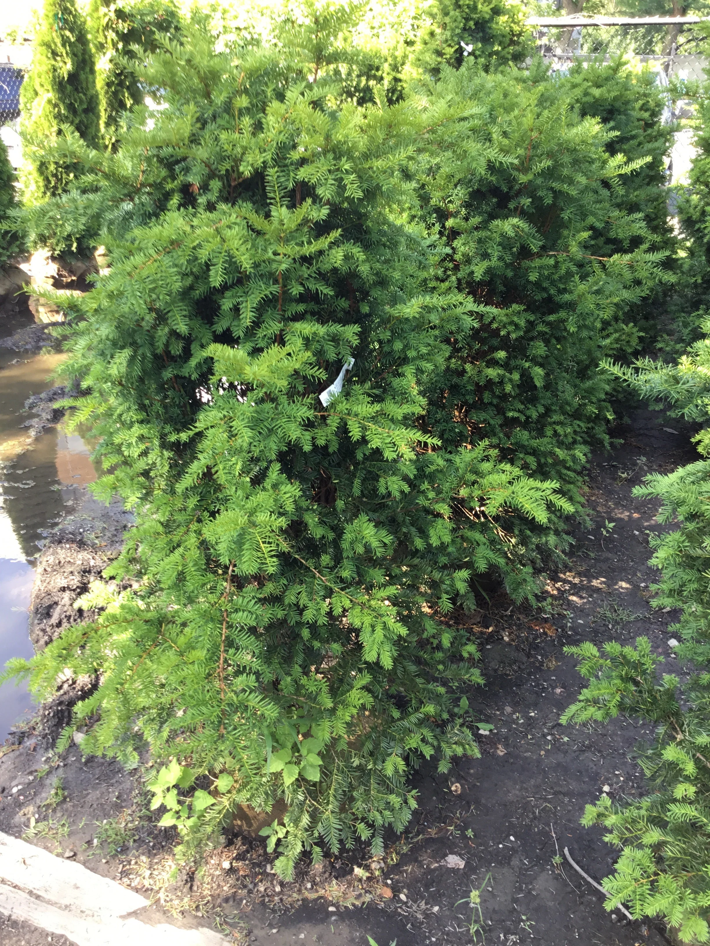 Yew, Loose Upright