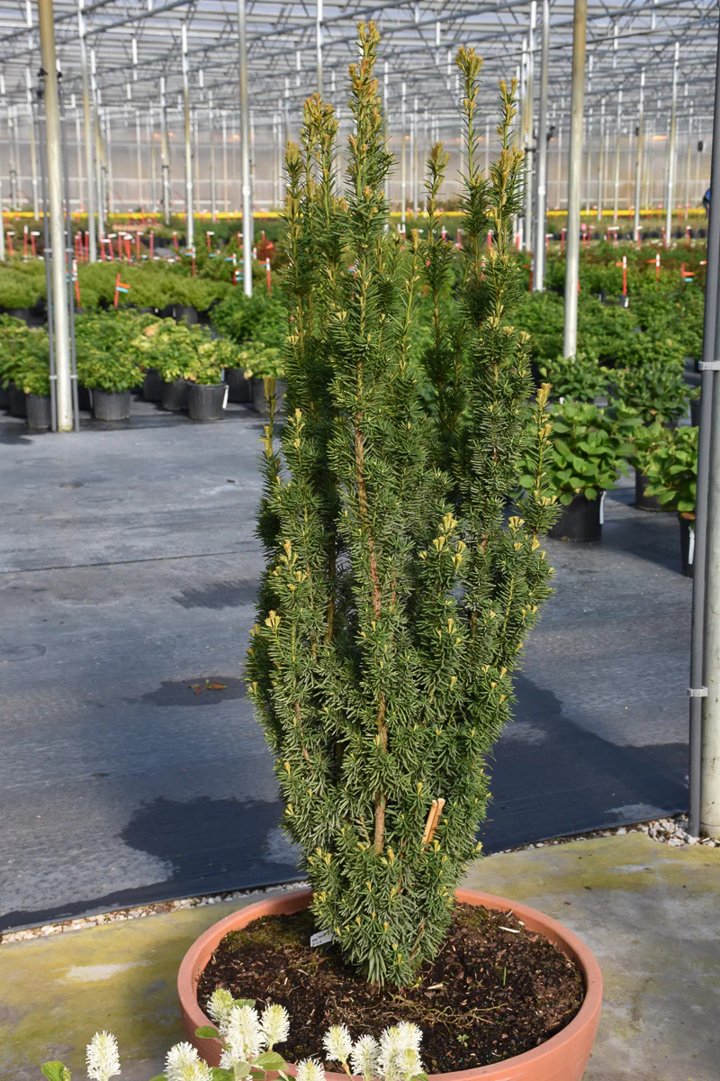 Yew, Stonehenge Skinny