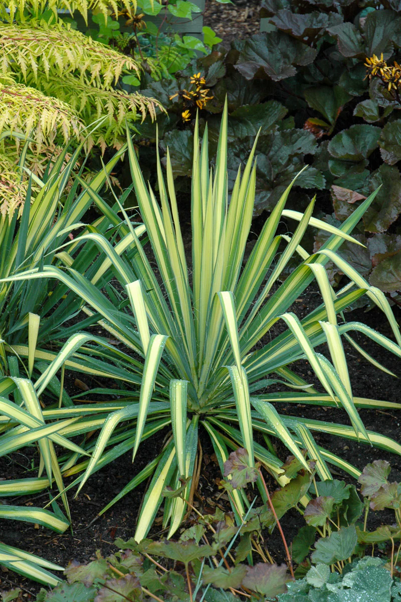 Yucca, Adam's Needle (hardy)