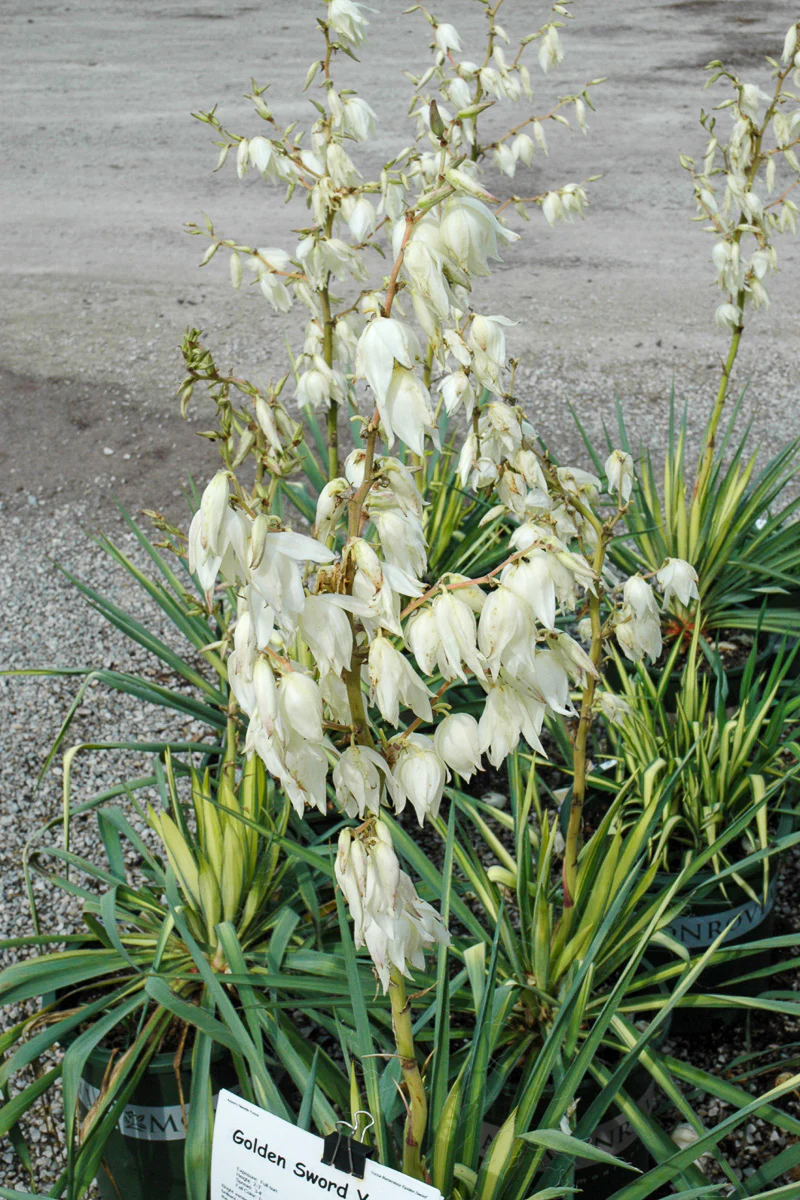 Yucca, Adam's Needle (hardy) - Image 2