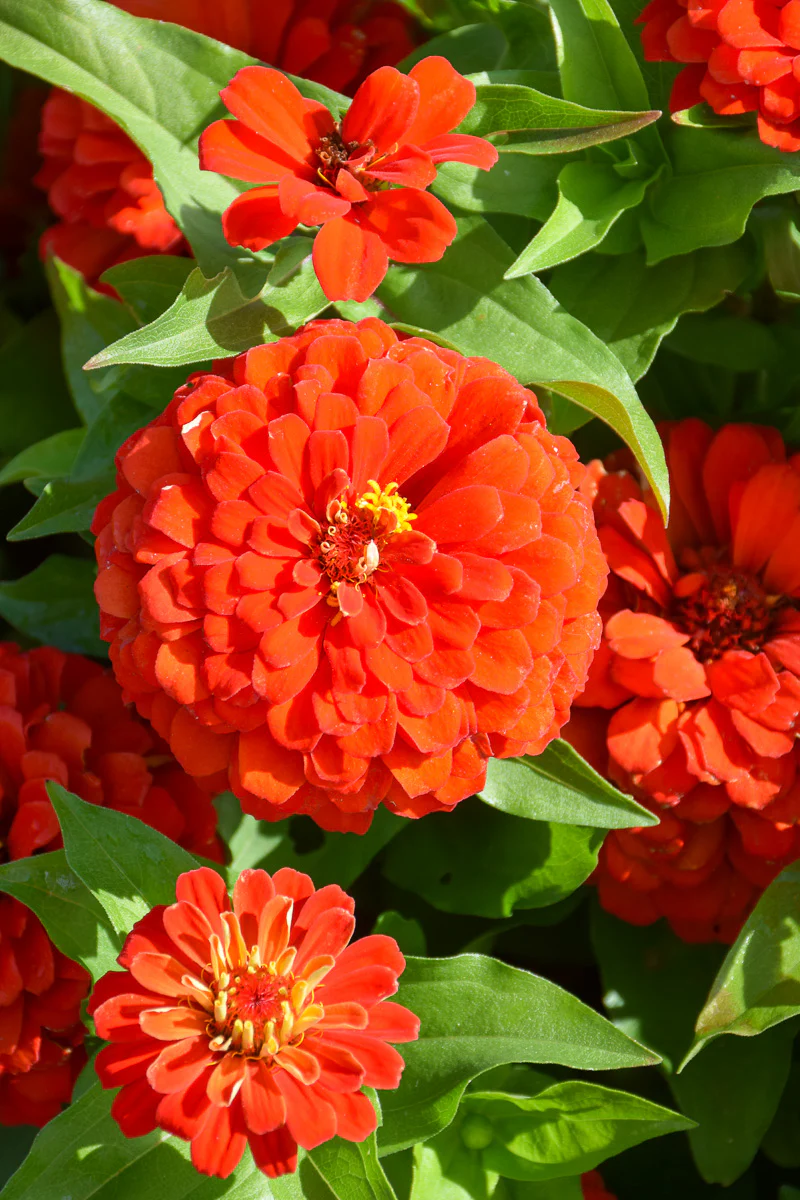 Zinnia, Zesty Scarlet - Image 2