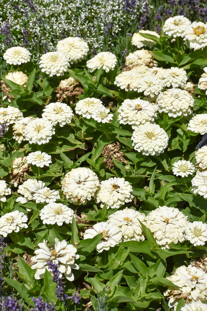 Zinnia, Zesty WHite - Image 2