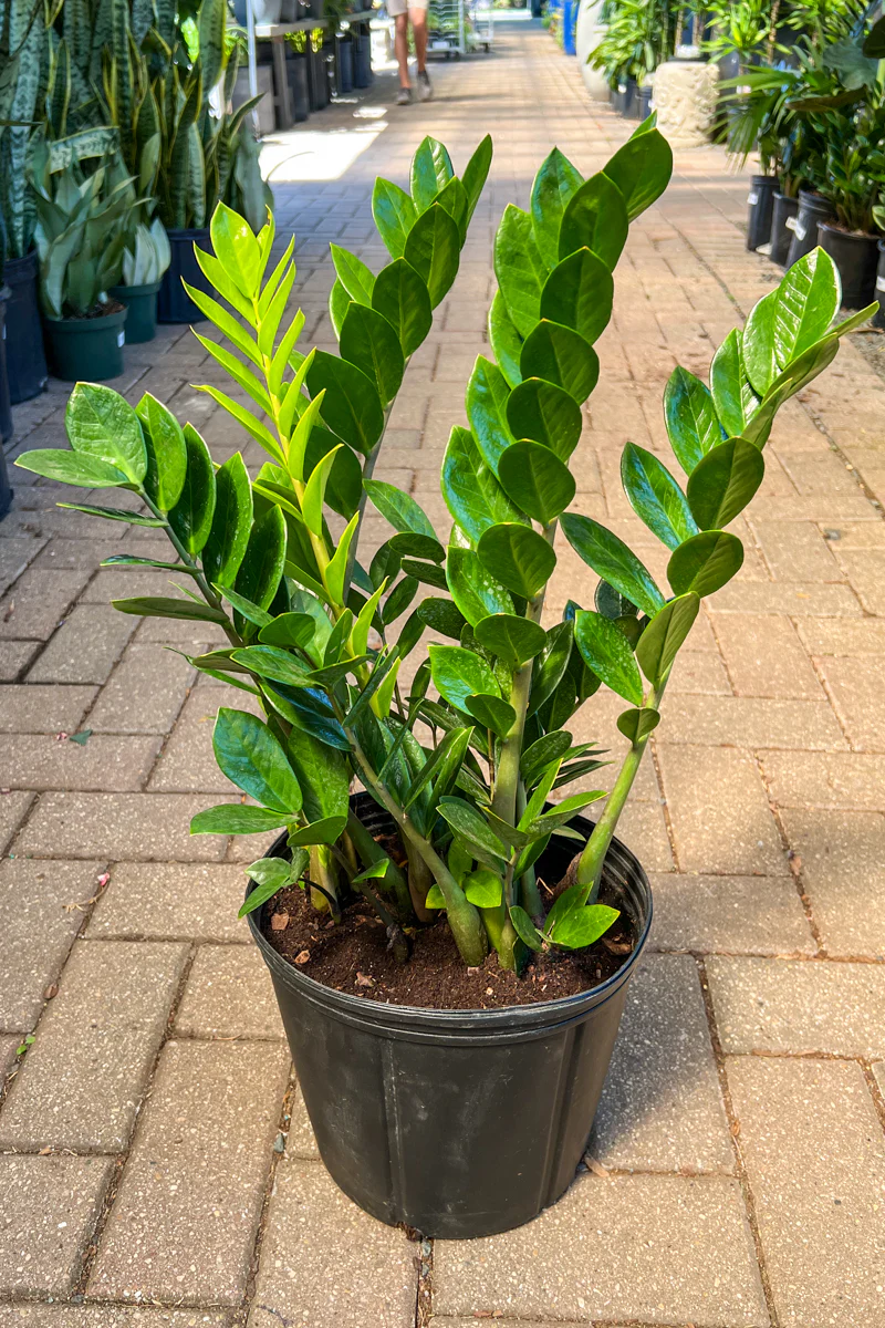 ZZ Plant, 14"