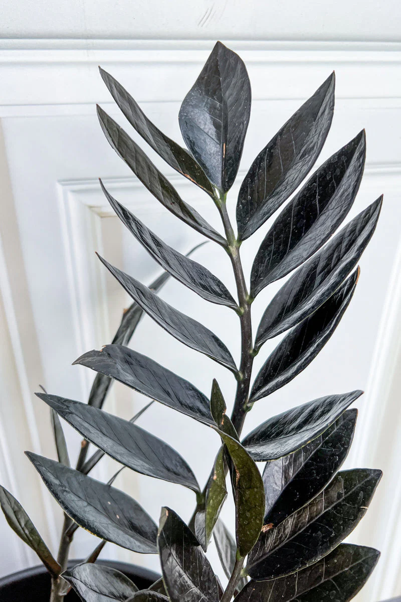 ZZ Plant, Raven 8"